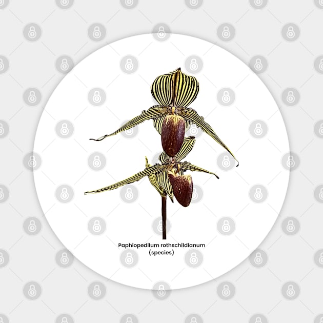 Paphiopedilum rothschildianum Magnet by OrchidsInPrint